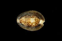 藏品(雪山寶螺)的圖片